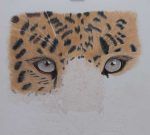 3rd Stage - Coloured Pencil - Amur Leopard - jackiekirbyart