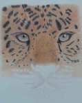 Coloured Pencil Amur Leopard Work in progress
