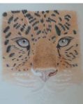 Coloured Pencil Amur Leopard Work in progress