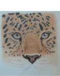 Coloured Pencil Amur Leopard Work in progress