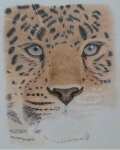 Coloured Pencil Amur Leopard Update 