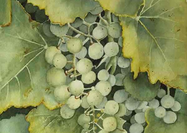 watercolour golden green grapes