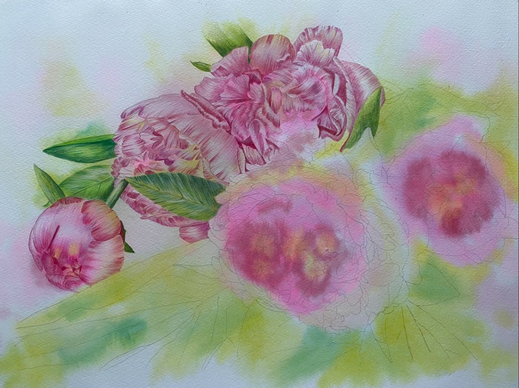 Watercolour Peonies