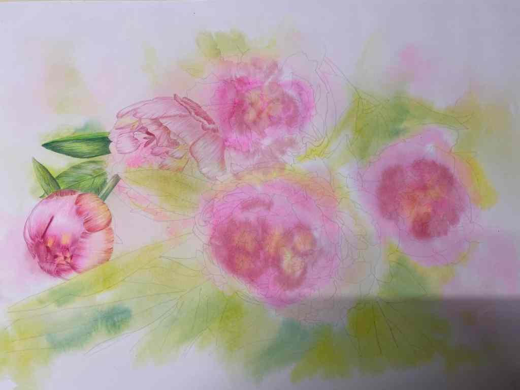 Watercolour & Coloured Pencils Peonies